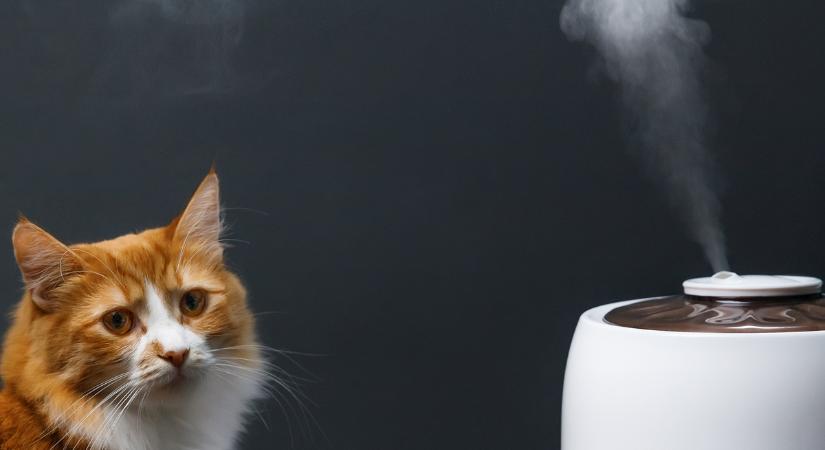 Ez a gyakran párologtatott gyógynövény súlyosan mérgező a macskára