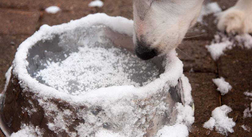 Pofonegyszerű trükk a hideg ellen: így nem fagy be a kutya itatója