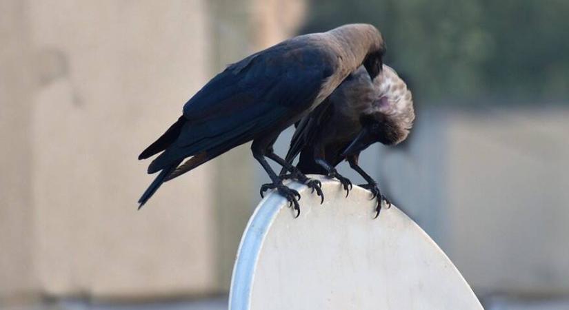 Városi varjak nyomában: miért lepték el a környéket?