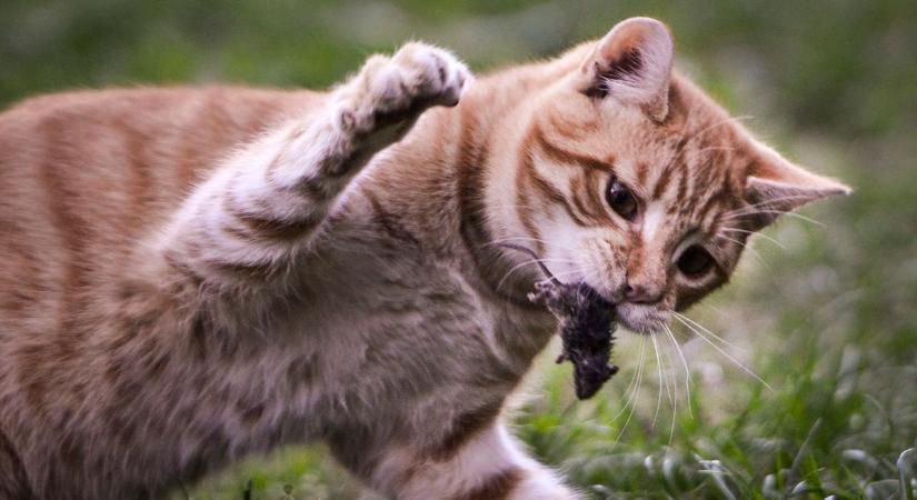 Ajándék vagy vadászösztön? – Mit jelent, ha a macska zsákmányt hoz haza?