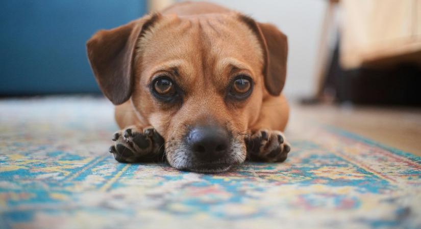 Lett egy kutyád karácsonyra: hogyan tovább a mézeshetek után?