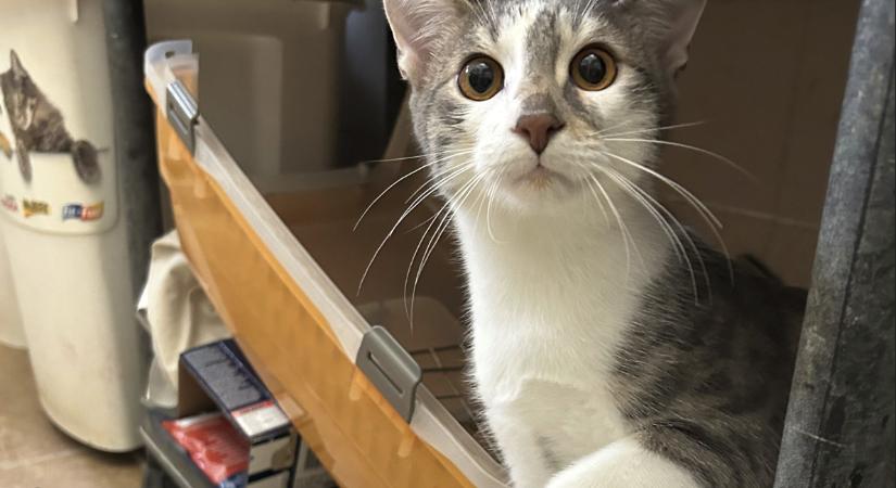 Gazdikereső – Jamie, a vagány haspók