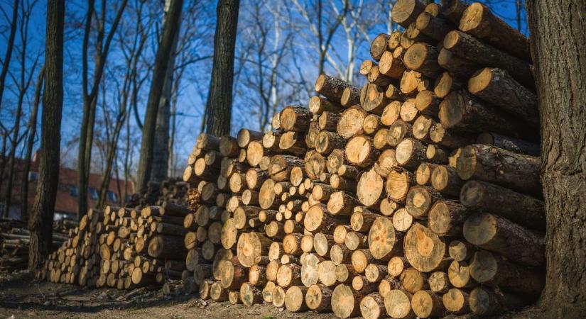 Hogy ne csak égjen, fűtsön is – így hozhatjuk ki a maximumot a tűzifából