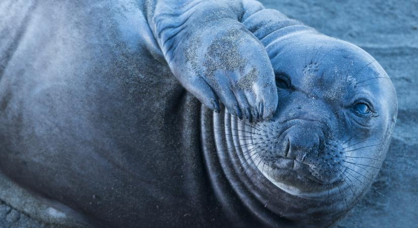 Fókát gázoltak egy forgalmas német főúton