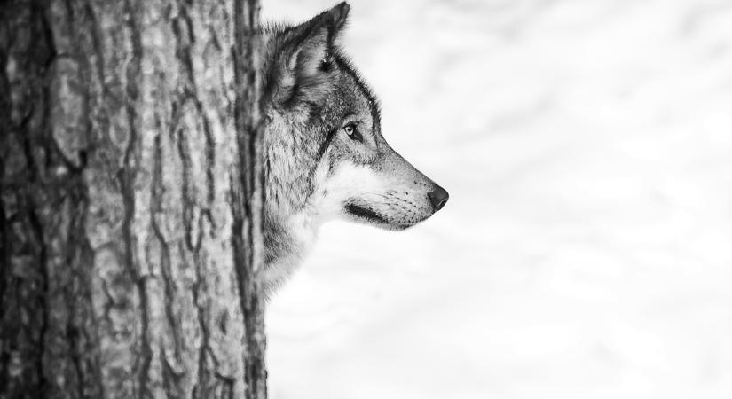 Farkasok támadtak muflonra Mátrafüreden, a népszerű turistaúton