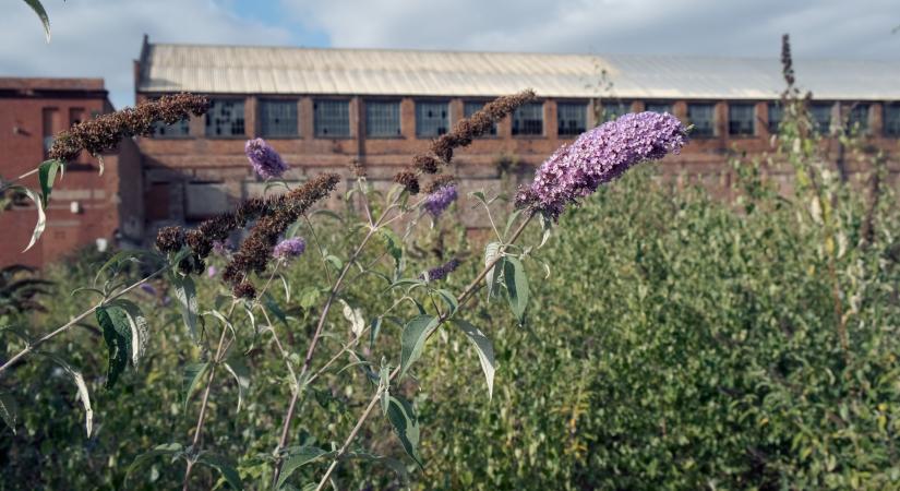 Az ingatlanfejlesztést támogatja az új magyar baramezős adatbázis
