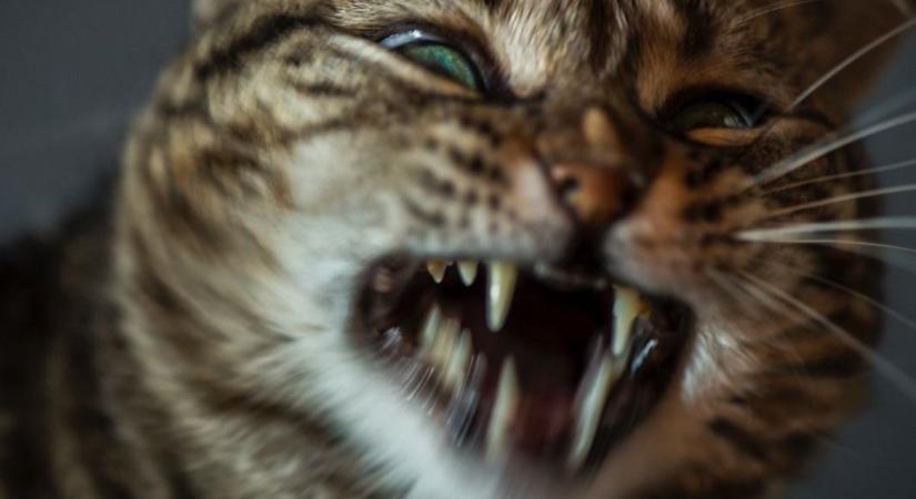 Ártatlan kedvencből vérengző támadó? Erre figyelmeztetnek az állatorvosok