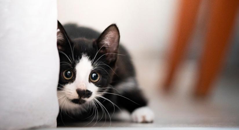 Magát csempészte át egy macska Törökországból Németországba