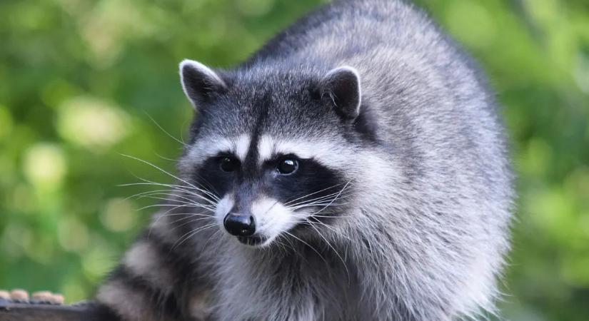 Hihetetlen, mit találtak a fehérorosz vámosok egy konténerben