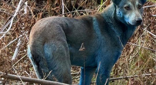 A csernobili kék kutyák rejtélye – nem a radioaktivitás!