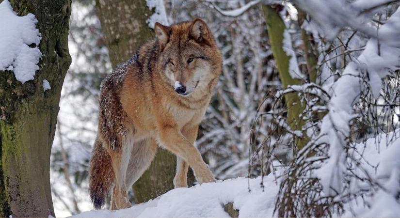 Rejtélyes farkas Csernobilban: egyedül vagy falkában?