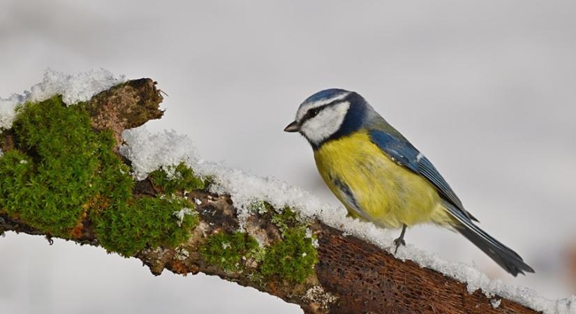 Téli madárvilág a Balatonon: hogy élik túl a zord időt?