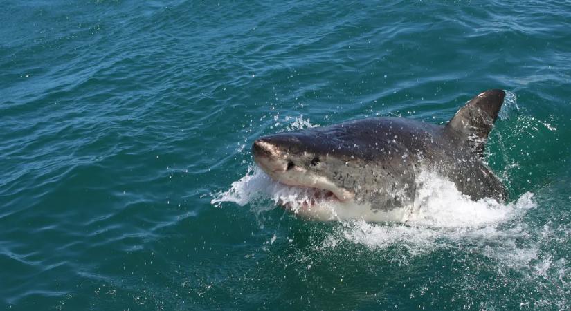 Horror a strandon: egy hétvégén, három cápatámadás történt – videó