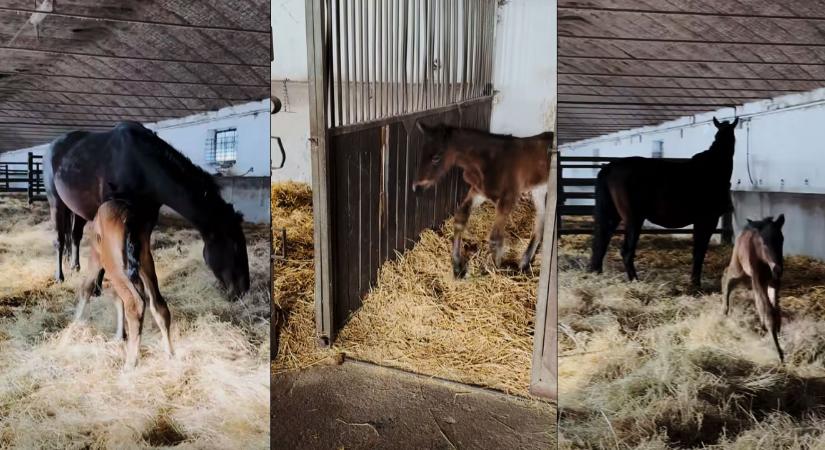 A Hortobágyon született meg a ország idei első nóniusz csikója – videóval