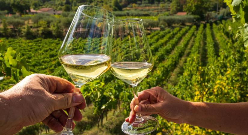 Szőlőkivágás és készletfelesleg: nehéz évek jönnek a borászatban