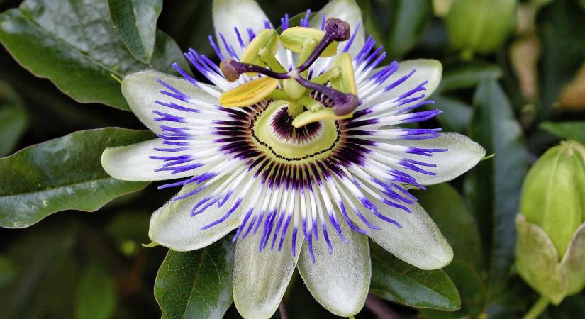 Gyógynövények másnaposság ellen – mi működik igazán?