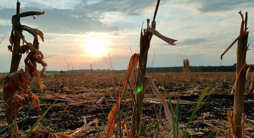 Forró és aszályos év: 2025 az egyik legszélsőségesebb volt Magyarországon