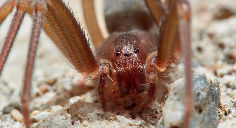 Fájdalmas pókcsípés: figyelmeztetést adtak ki a spanyol üdülőhelyeken