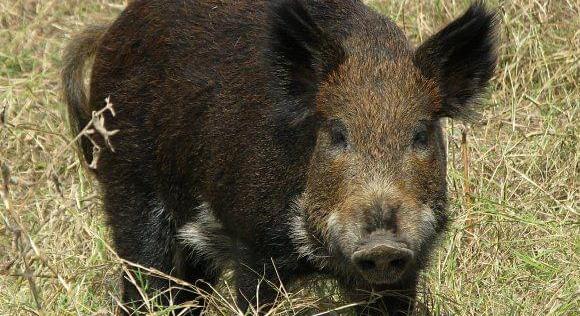 Újabb vaddisznókban azonosította az ASP vírusát a Nébih