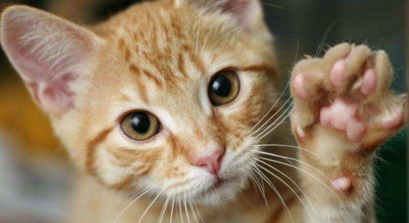 Ezért utálják a macskák, ha a mancsukhoz érsz