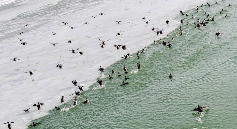 Furcsa élőlény telepedhet meg a Balatonban, aggasztó következményekkel járhat a jelenléte