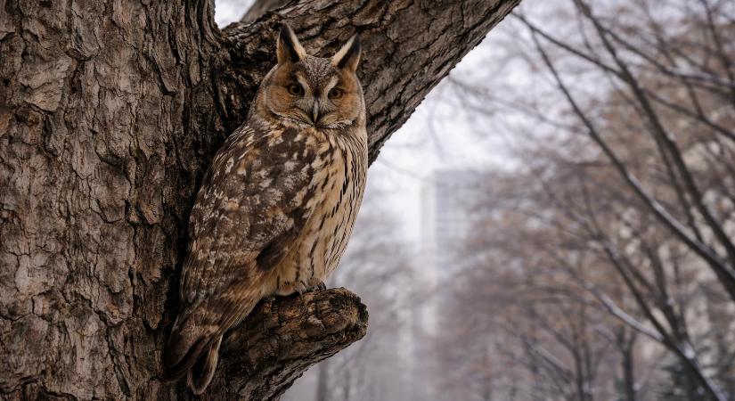 Most a te segítségedet kérik: Felszólították a magyarokat, nézzék a fákat január 26-ig