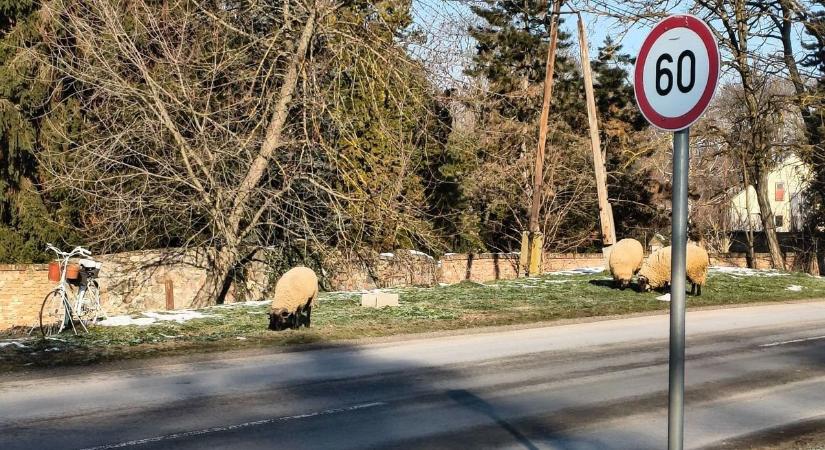 Nem bírnak magukkal – sokadszorra bontják a rendet a gyapjas útonállók (FOTÓ)