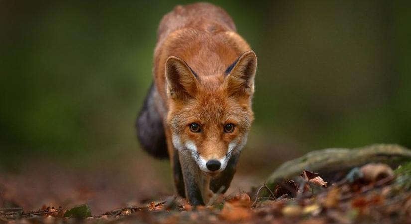 Róka garázdálkodik ezen a szombathelyi városrészen