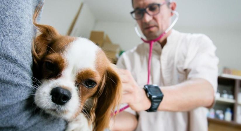 Petíció indult a szombathelyi éjszakai és hétvégi állatorvosi ügyeletért