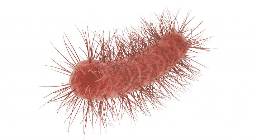 A Nemzetközi Űrállomáson tenyésztett vírusok hatékonyan pusztítják az egyik földi szuperbaktériumot