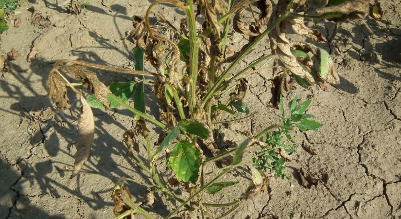 A szója „érzékenységi kora” beköszöntött