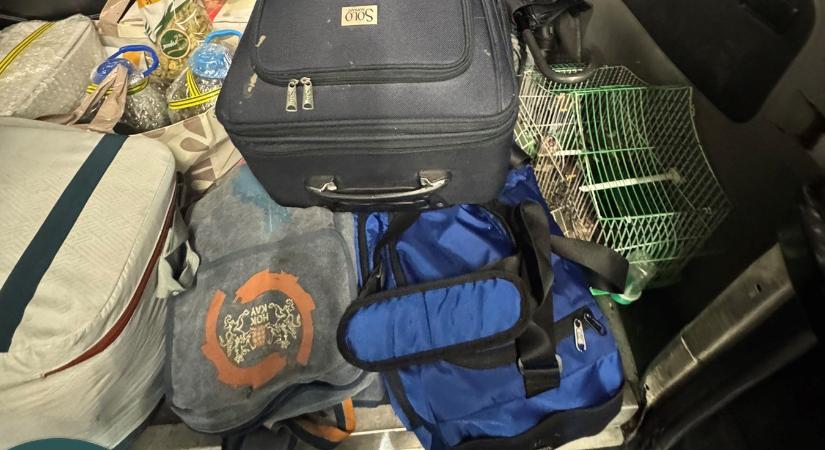 Nyolc énekesmadár lapult a Mercedes csomagterében