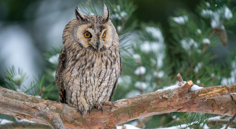 Ha ilyen madarat látsz, szólj a madárvédőknek – Az egész országból várják a segítséget