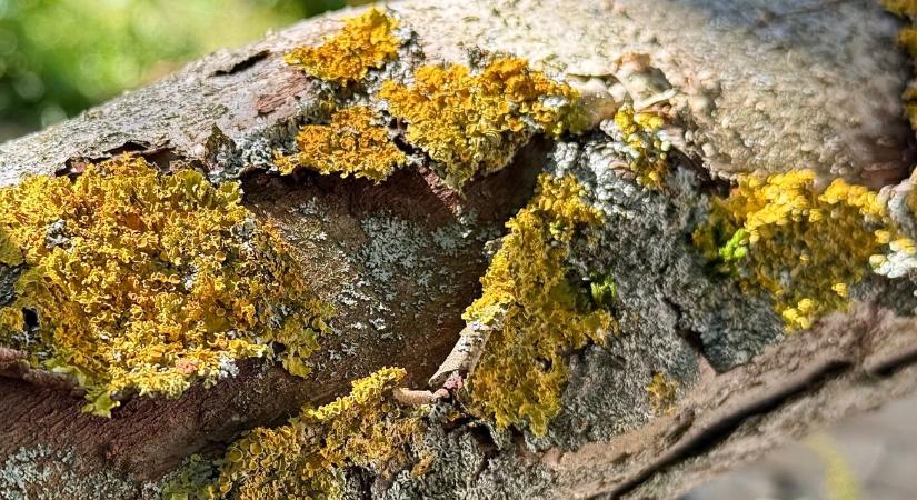 Kéregrepedés a gyümölcsfán – 5 ok, amit januárban is meg tudsz oldani