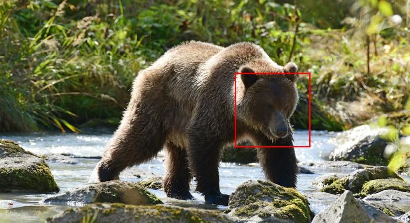 Arcfelismerés a medvéknél: hogyan segíthet a mesterséges intelligencia a vadállomány kezelésében?