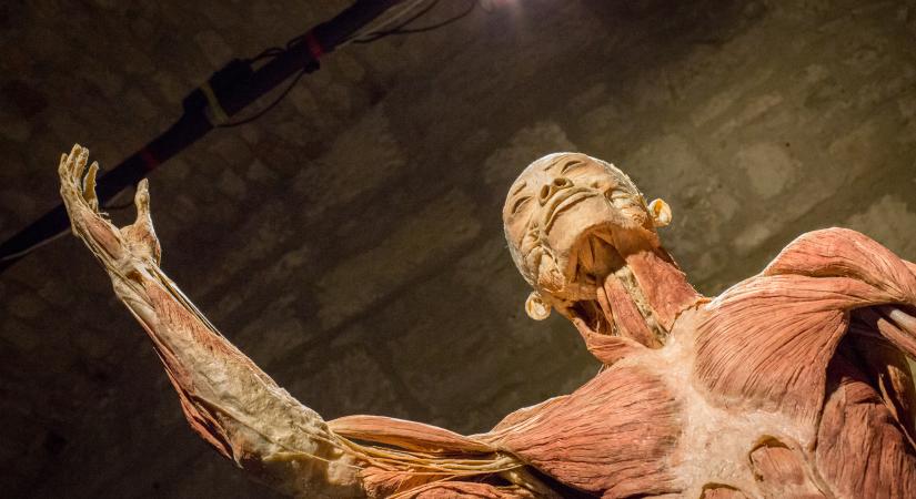 Random fun factek az emberi testről, amiket suliban nem mondanak el