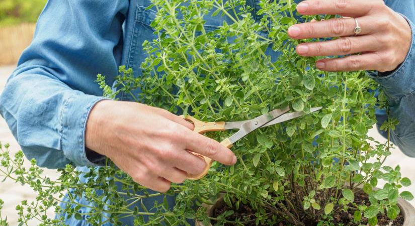 Senki ne vegye meg: idegen anyagot találtak a fűszerben, azonnal visszahívták az áruházakból