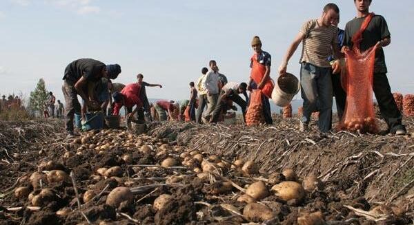 Egyre kevesebb krumplit termelünk