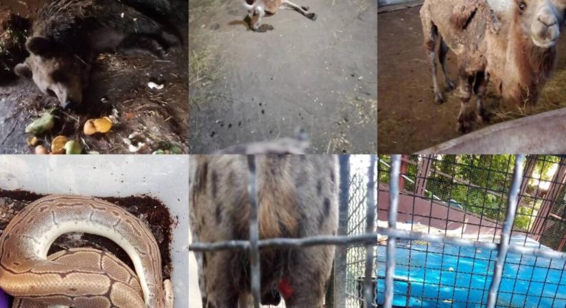 A Palicsi Állatkert ügyét ki kell vizsgálni