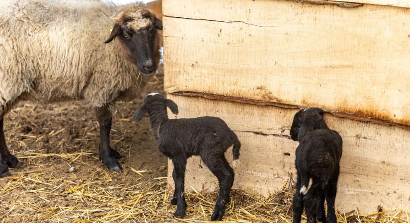 Ez a nap legcukibb videója, új lakók érkeztek a gasztro Udvarba Videó, galéria