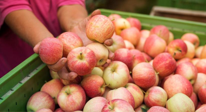 Hektáronként közel 35 tonnás termésátlag