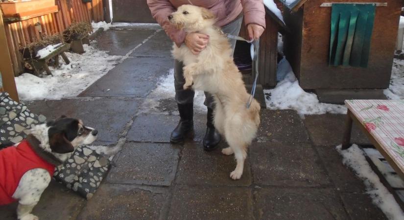 Megható összefogás a mentett állatokért