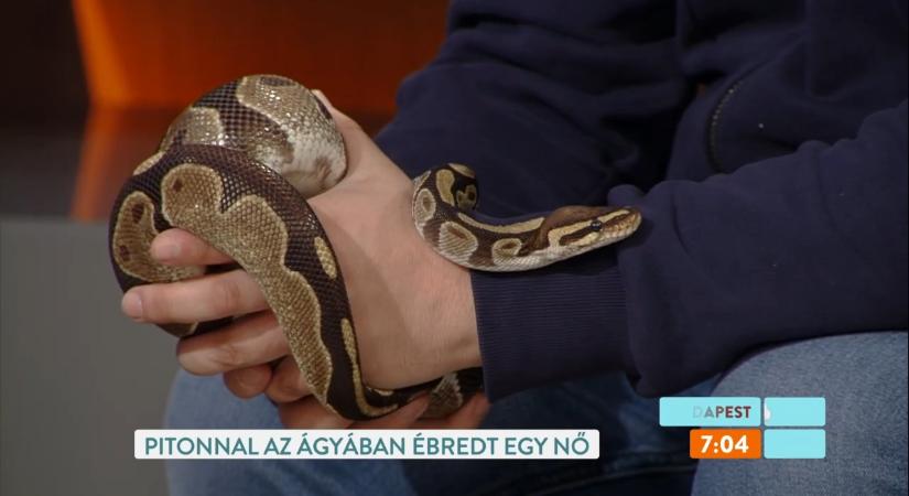 Ne nyúlj hozzá! Így kezeld, ha egzotikus állatot találsz az otthonodban