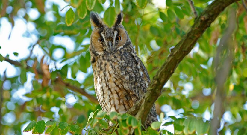 Komoly felmérés indul Magyarországon: a lakosság segítségét kérik