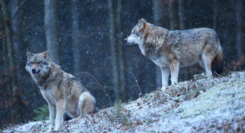 A buszmegálló mellett támadtak a farkasok Mátrafüreden – Videó