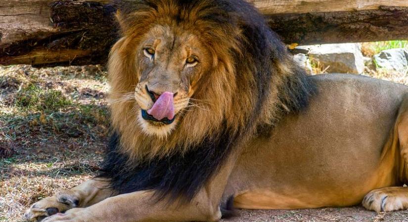 Elképesztő, miért mászott be az oroszlánok közé ez a férfi: abszurd küldetésre vállalkozott