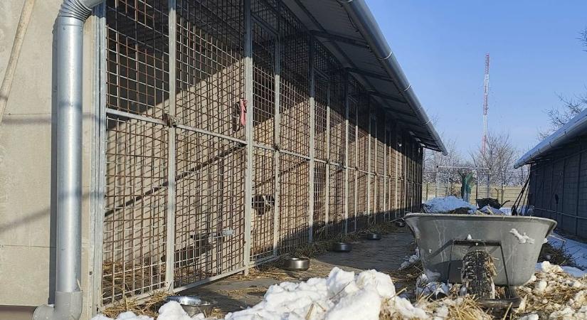Már egyetlen szabad órával is sokat tehetünk a mentett kutyákért – mutatjuk, hogyan!