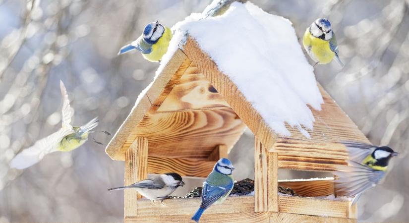 Madáretetés januárban – a 10 hiba, ami elriasztja a madarakat