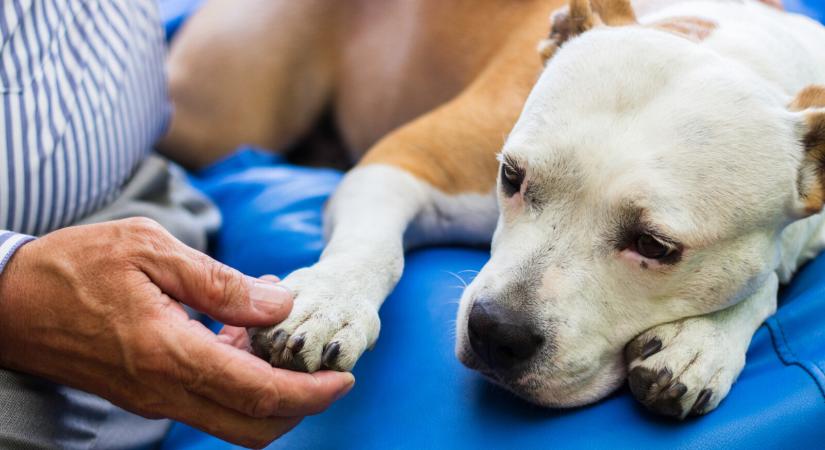 Megsérült a kutyád? Mutatjuk lépésről lépésre, hogyan kezelheted otthon a sebét