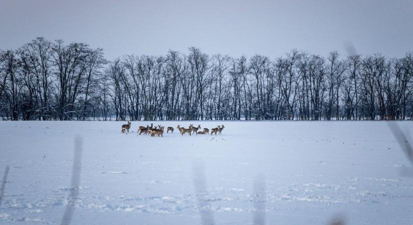 Seregnyi vadállat gázolt át éjjel a főúton Abonynál, Szandán páratlan fotó készült a határban – videóval